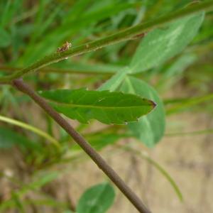 Photographie n°2421680 du taxon Rapistrum rugosum (L.) All. [1785]