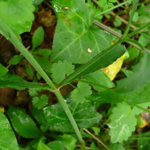 Photographie n°2421692 du taxon Silene italica (L.) Pers. [1805]