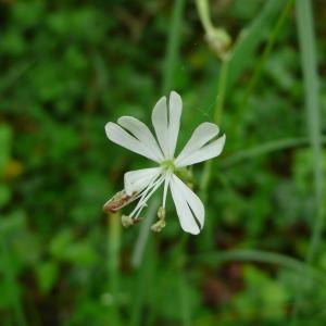 Photographie n°2421694 du taxon Silene italica (L.) Pers. [1805]
