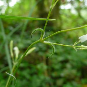 Photographie n°2421700 du taxon Silene italica (L.) Pers. [1805]