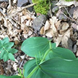 Photographie n°2421703 du taxon Polygonatum odoratum (Mill.) Druce [1906]