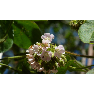 dombeya ciliata (1).jpg