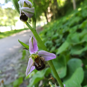 Photographie n°2421746 du taxon Ophrys apifera Huds. [1762]