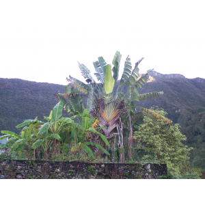 ravenala madagascariensis (2).jpg