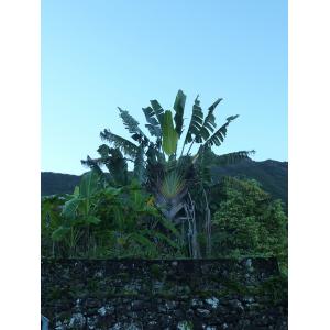 ravenala madagascariensis, hell bourg, 25 février 2015.jpg