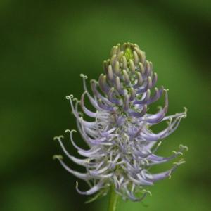 Photographie n°2421819 du taxon Phyteuma spicatum L. [1753]