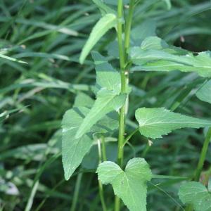 Photographie n°2421821 du taxon Phyteuma spicatum L. [1753]