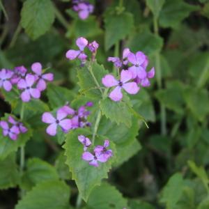 Photographie n°2421833 du taxon Lunaria annua L. [1753]