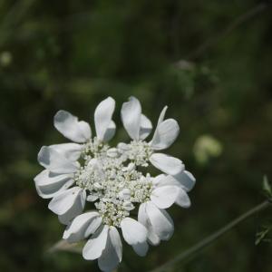 Photographie n°2421840 du taxon Orlaya grandiflora (L.) Hoffm. [1814]