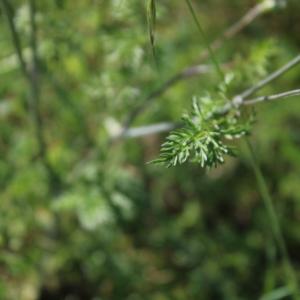 Photographie n°2421841 du taxon Orlaya grandiflora (L.) Hoffm. [1814]