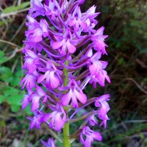 Photographie n°2421846 du taxon Anacamptis pyramidalis (L.) Rich. [1817]