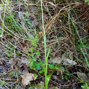 Photographie n°2421847 du taxon Anacamptis pyramidalis (L.) Rich. [1817]