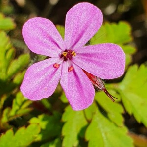 Photographie n°2421848 du taxon Geranium robertianum L.