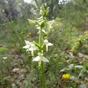 Photographie n°2421870 du taxon Platanthera bifolia (L.) Rich.