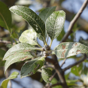 Photographie n°2421883 du taxon Pyrus spinosa Forssk. [1775]