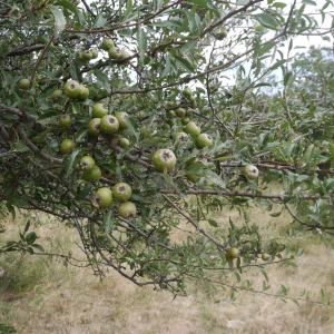 Photographie n°2421884 du taxon Pyrus spinosa Forssk. [1775]