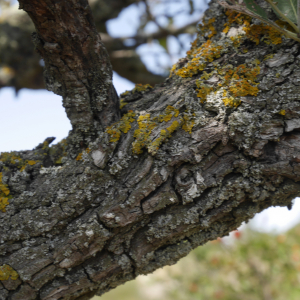 Photographie n°2421886 du taxon Pyrus spinosa Forssk. [1775]