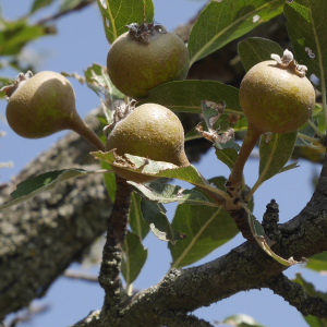 Photographie n°2421888 du taxon Pyrus spinosa Forssk. [1775]