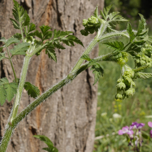 Photographie n°2421899 du taxon Chaerophyllum temulum L. [1753]