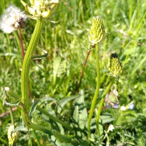 Photographie n°2421922 du taxon Phyteuma spicatum L. [1753]