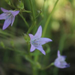 Photographie n°2421930 du taxon Campanula rapunculus L. [1753]