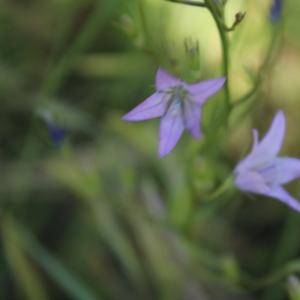 Photographie n°2421932 du taxon Campanula rapunculus L. [1753]