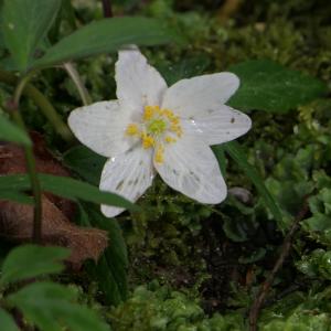 Photographie n°2421937 du taxon Anemone nemorosa L. [1753]