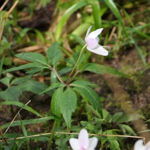 Photographie n°2421938 du taxon Anemone nemorosa L. [1753]