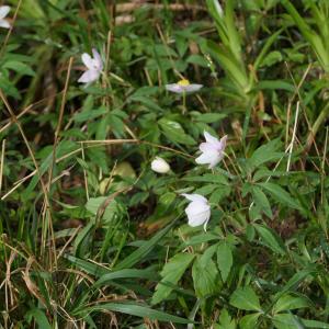 Photographie n°2421939 du taxon Anemone nemorosa L. [1753]