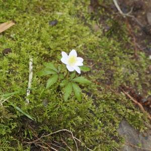 Photographie n°2421940 du taxon Anemone nemorosa L. [1753]