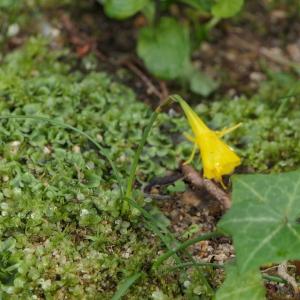 Photographie n°2421941 du taxon Narcissus bulbocodium L. [1753]