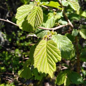 Photographie n°2421963 du taxon Corylus avellana L.