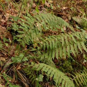 Photographie n°2421988 du taxon Polystichum setiferum (Forssk.) T.Moore ex Woyn. [1913]