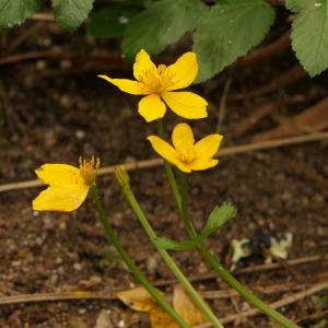 Photographie n°2422000 du taxon Caltha palustris L. [1753]