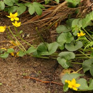 Photographie n°2422001 du taxon Caltha palustris L. [1753]