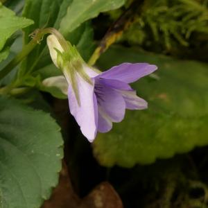 Photographie n°2422004 du taxon Viola riviniana Rchb. [1823]
