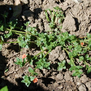 Photographie n°2422037 du taxon Lysimachia arvensis (L.) U.Manns & Anderb. [2009]