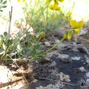 Photographie n°2422046 du taxon Coronilla minima L. [1756]