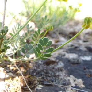 Photographie n°2422047 du taxon Coronilla minima L. [1756]