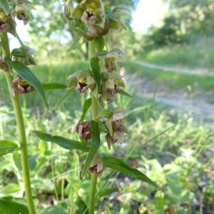 Photographie n°2422050 du taxon Epipactis helleborine (L.) Crantz [1769]