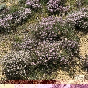 Photographie n°2422067 du taxon Thymus vulgaris L. [1753]