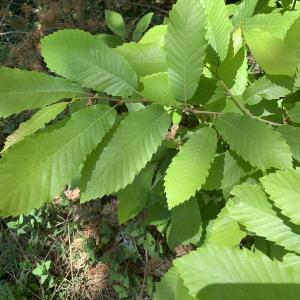 Photographie n°2422076 du taxon Castanea sativa Mill.