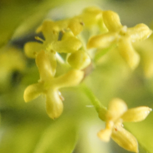 Photographie n°2422081 du taxon Cruciata laevipes Opiz [1852]