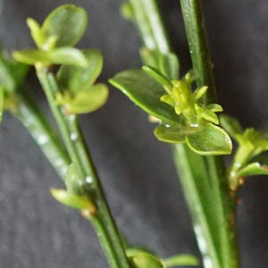 Photographie n°2422091 du taxon Cytisus scoparius (L.) Link [1822]