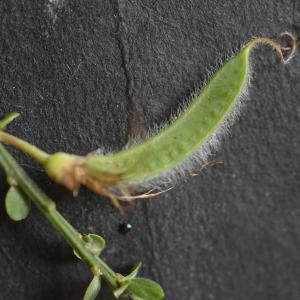 Photographie n°2422092 du taxon Cytisus scoparius (L.) Link [1822]