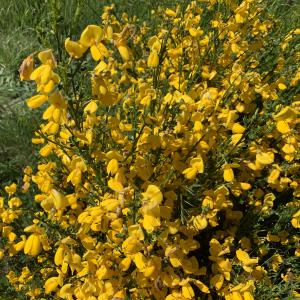 Photographie n°2422102 du taxon Cytisus scoparius (L.) Link [1822]