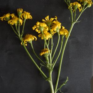 Photographie n°2422113 du taxon Senecio gallicus Vill. [1785]