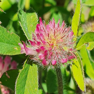 Photographie n°2422171 du taxon Trifolium pratense L. [1753]