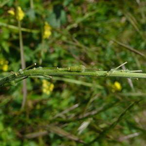 Photographie n°2422175 du taxon Rapistrum rugosum (L.) All. [1785]