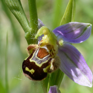 Photographie n°2422211 du taxon Ophrys apifera Huds.